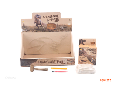 ARCHAEOLOGICAL FOSSIL 12PCS/DISPLAY BOX