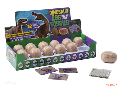 ARCHAEOLOGICAL FOSSIL 12PCS/DISPLAY BOX